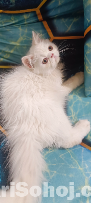 Punch face male and female kitten